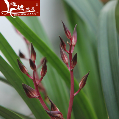 雅室添幽 幸姬、国兰、墨兰与报岁兰的大紫砂盆栽鉴赏