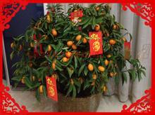 小金桔盆栽 寓意吉祥的家居装饰，一淘网返利优惠全攻略